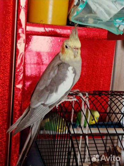 Корелла с клеткой