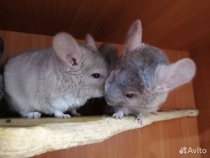 Самцы фиолет носители ангоры, фиолета и сапфира