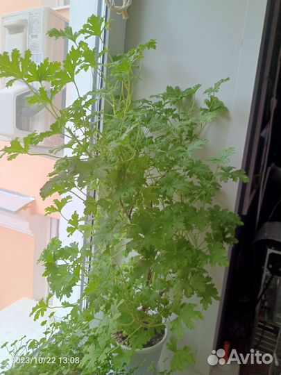 Герань душистая - лимонная