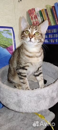 Котенок мальчик