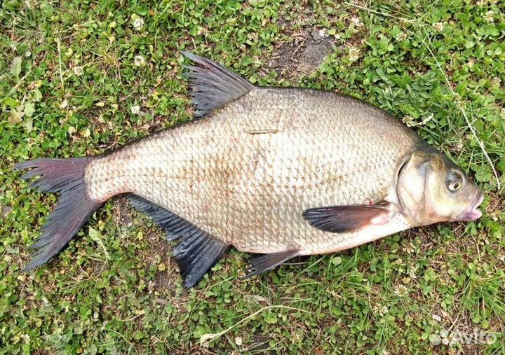 Лещ свежий в наличии