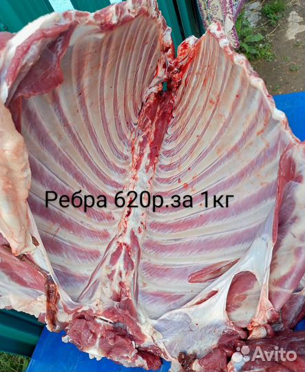 Мясо баранина