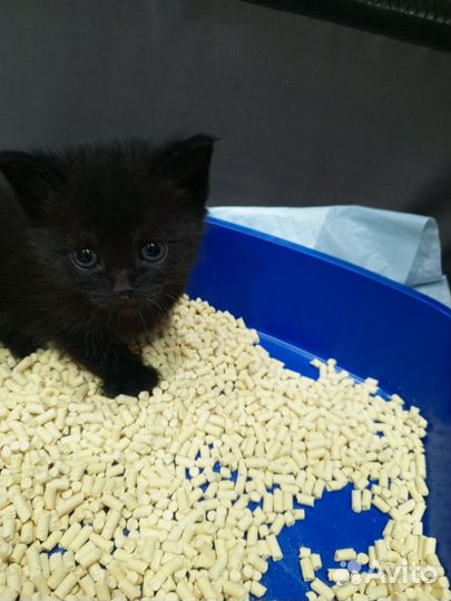Британские котята