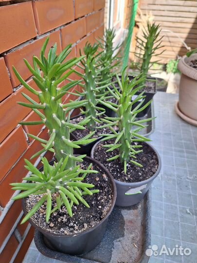 Кактус. Суккулент