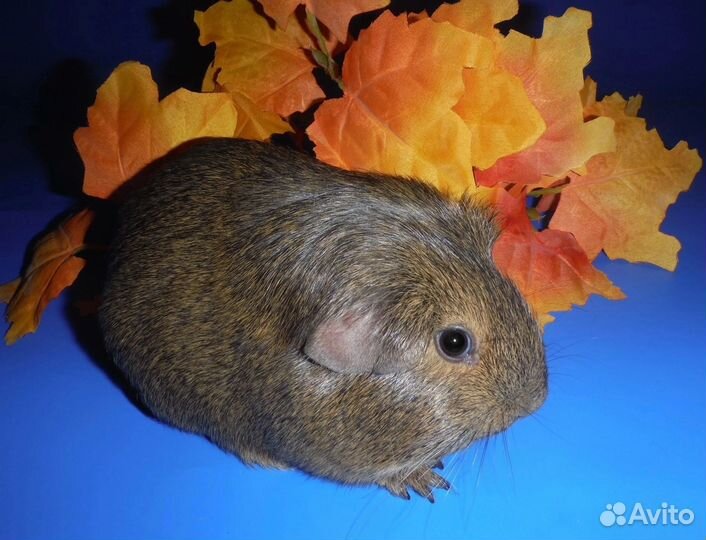 Морские свинки самцы