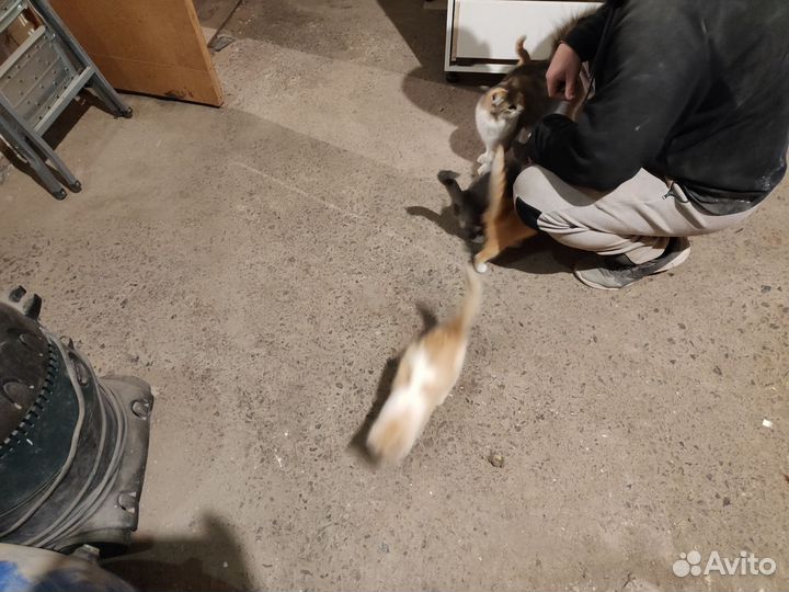 Котята в добрые руки