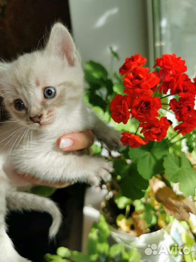 Кошка в дар бесплатно