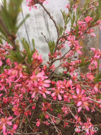 Декоративные кустарники