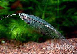 Аквариумные рыбки и все для аквариумистики