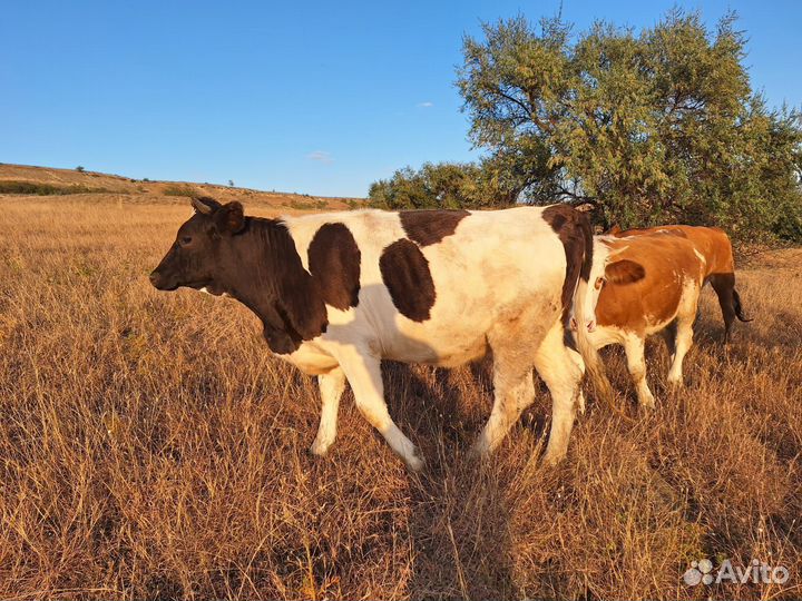 Коровы и телки стельные