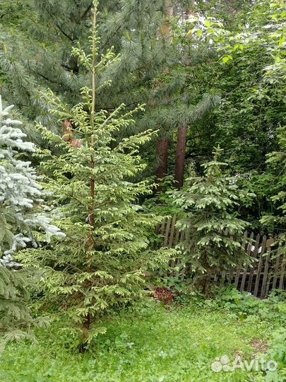 Ель сизая для посадки (высота 2,5м-3,5м)