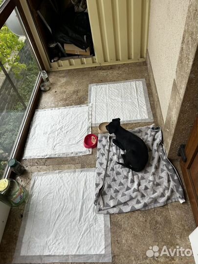 Щенок ищет семью