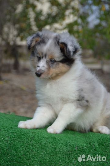 Щенки шелти