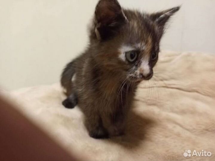 Невская маскарадная