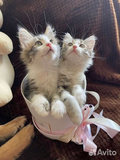 Домашнии котята