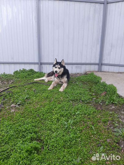 Пристраивается кобель хаски