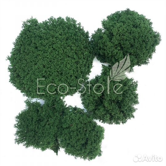 Стабилизированный мох