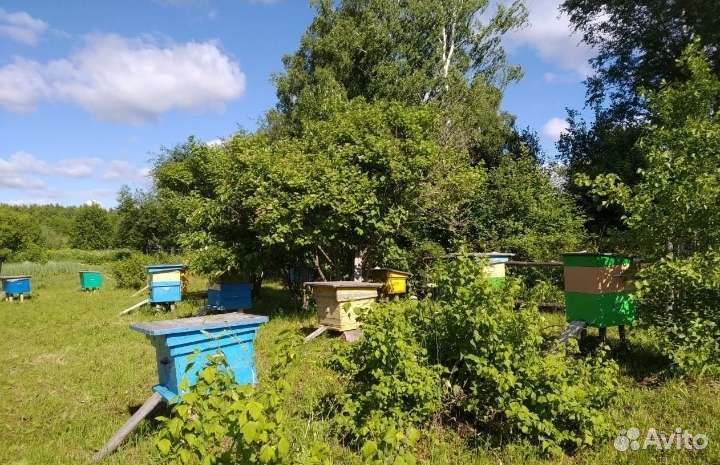 Мед башкирский липовый