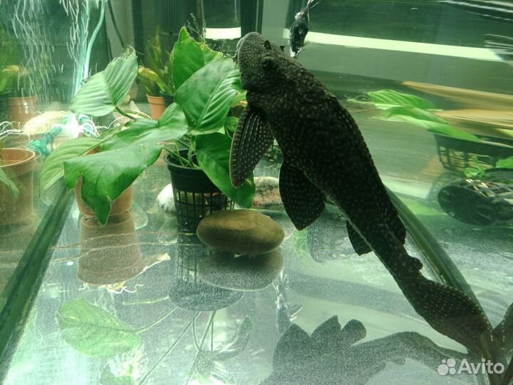 Птеригоплихт (Парчовый сом)