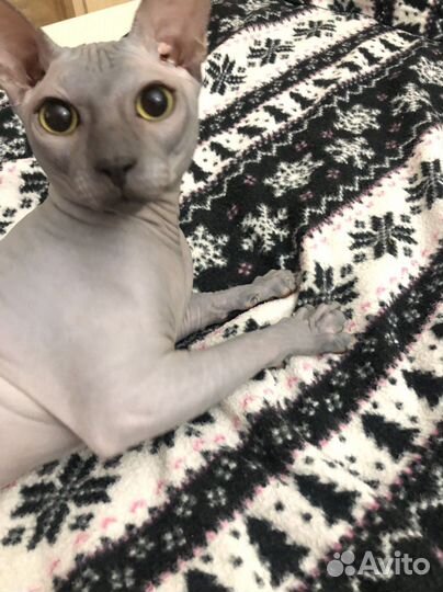 Донской сфинкс вязка