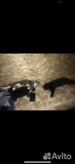 Кошка в добрые руки
