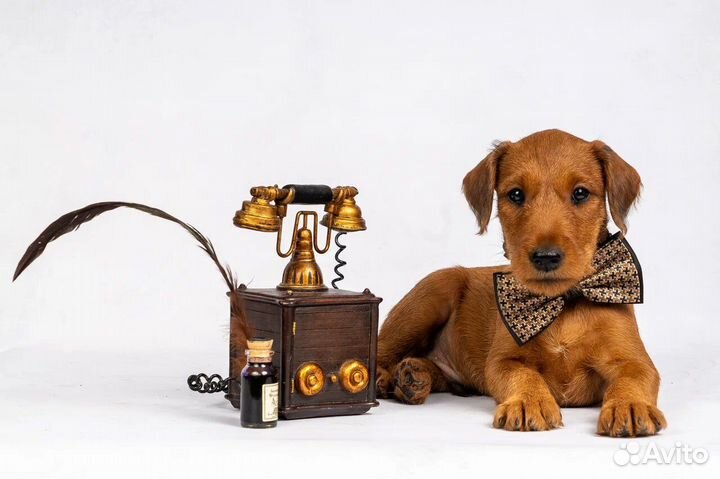 Ирландские терьерчики