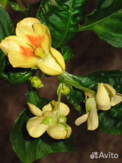 Бальзамин орхидный Tangerine Yellow