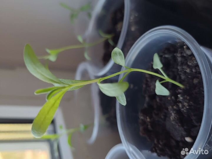 Лаванда рассада