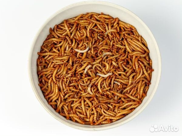 Кормовые насекомые