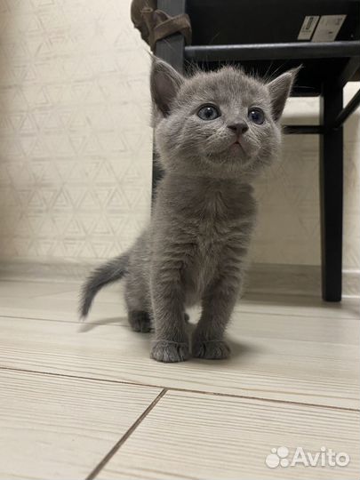 Шотландская прямоухая