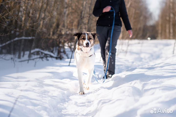 Шалли, плюшевый мишка, ищет дом