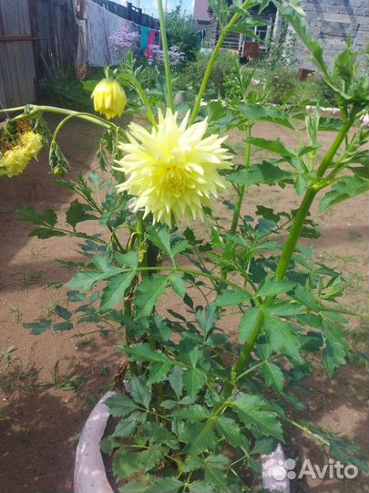 Продам георгины