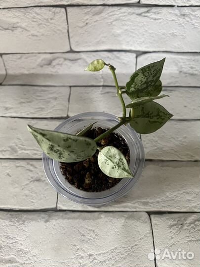 Хойи, дисхидии