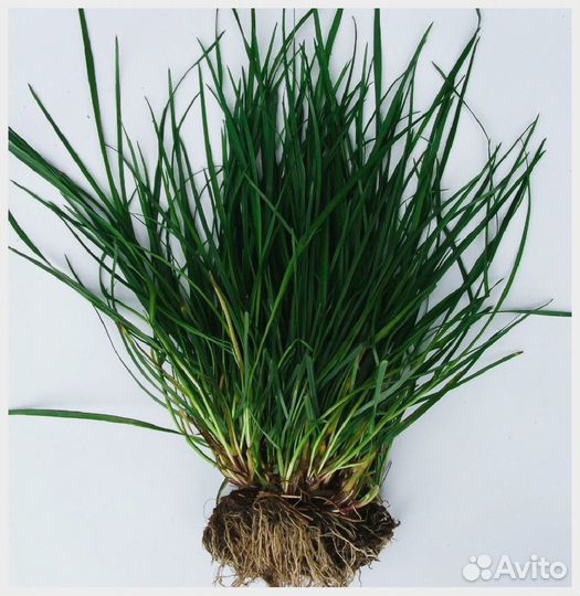 Фестулолиум, семена от производителя оптом