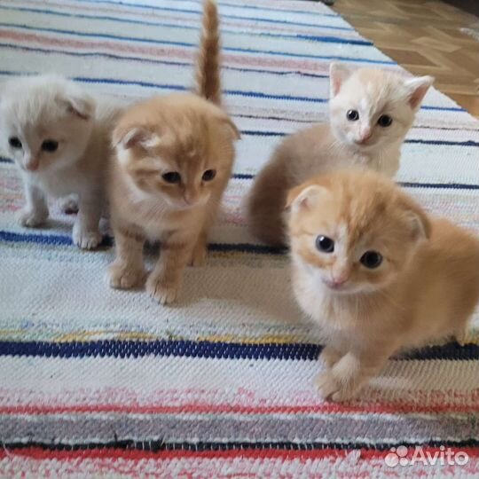 Котята в добрые руки бесплатно