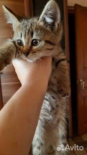 Кошки в добрые руки бесплатно