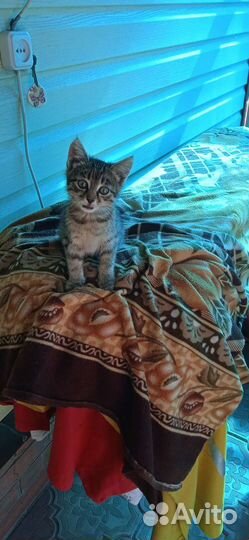 Кот в добрые руки