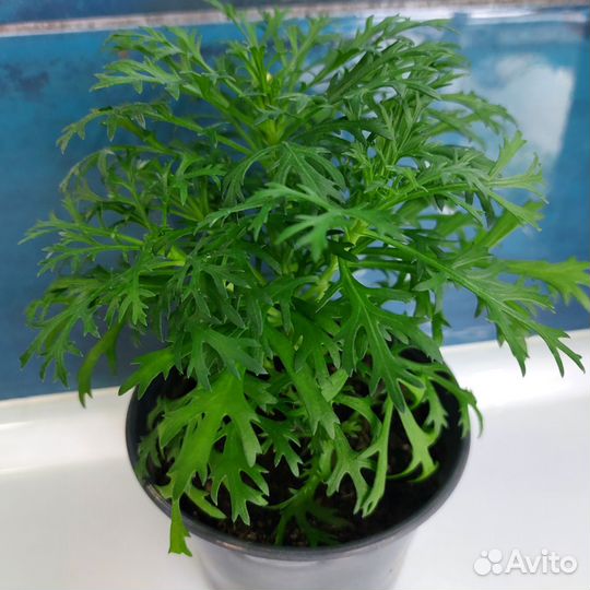 Черенки цветов