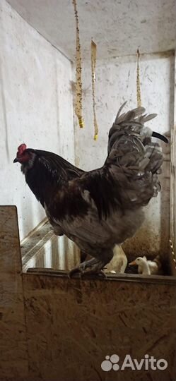 Продам петухов