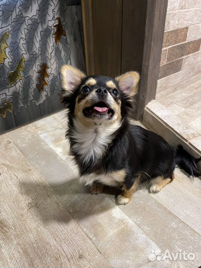 Самая красивая