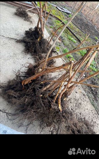 Саженцы ремонтантной малины