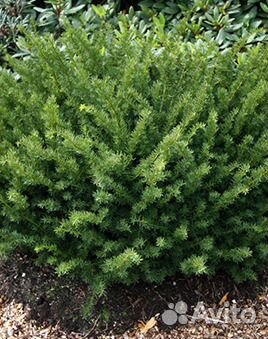 Тисс средний Dansiformis