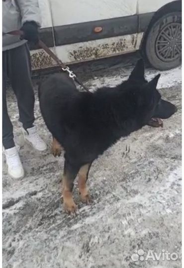 Транспортировка собак россия/европа