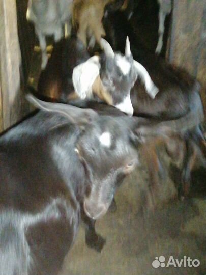 Продаю дойных коз и козлят