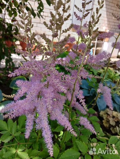 Астильбы в ассортименте
