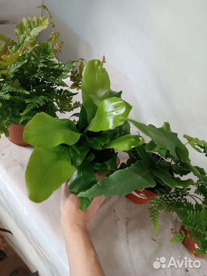 Папоротники в ассортименте