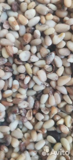 Биодобавка Кедровый орех очищенный