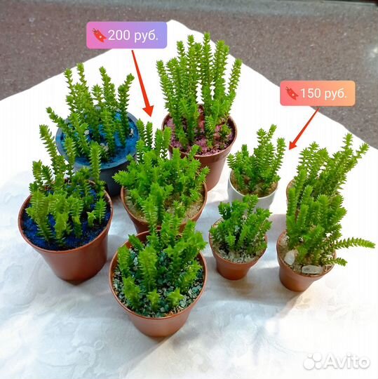 Крассула плауновидная