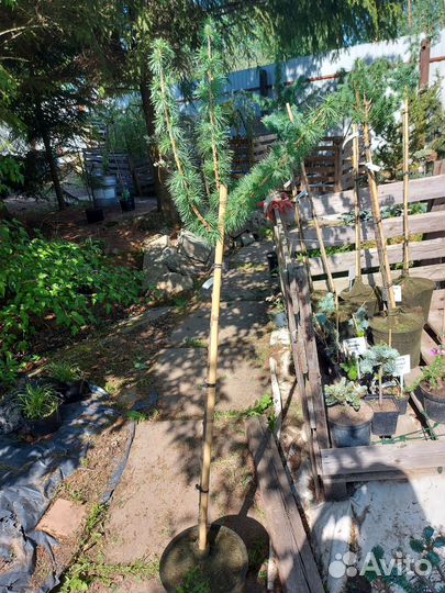 Лиственница европейская Корник на штамбе 90см