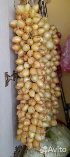 Лук семейный